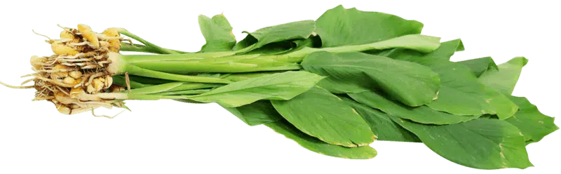 Our quality turmeric from Kerala