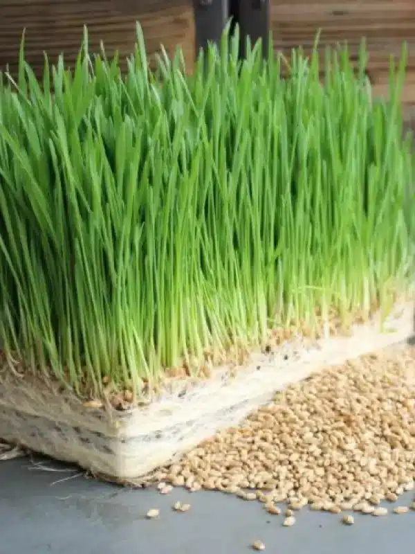 Wheatgrass