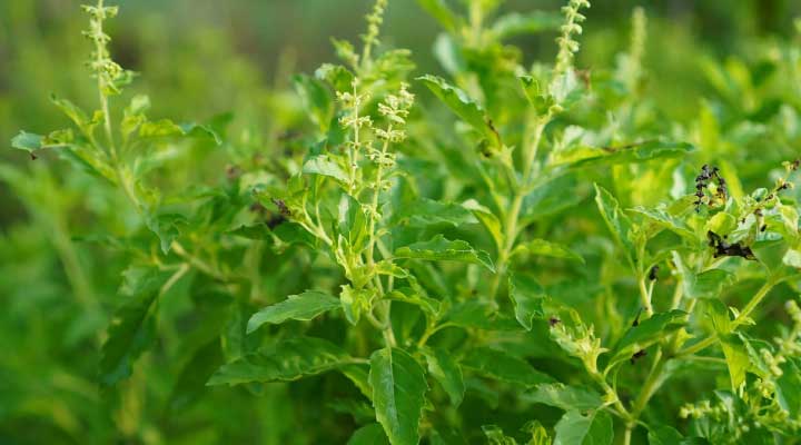 close up of outdoors Holy Basil / Tulsi