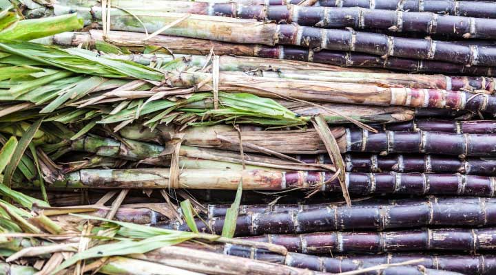 Close up of sugar canes laying down horizontally